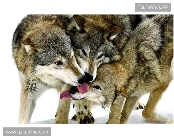 步行者与狼的较量探讨生存智慧与团队合作的重要性